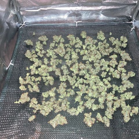 Green Gelato Automatic  growlog timeline photo