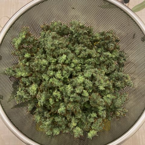 Green Gelato Automatic  growlog timeline photo