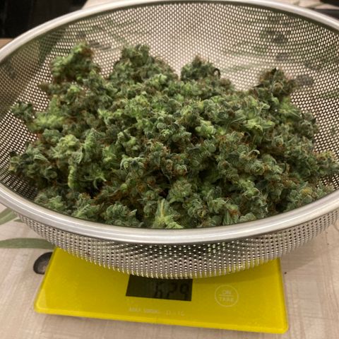 Green Gelato Automatic  growlog timeline photo