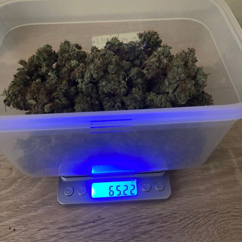 Green Gelato Automatic  growlog photo: Concia 