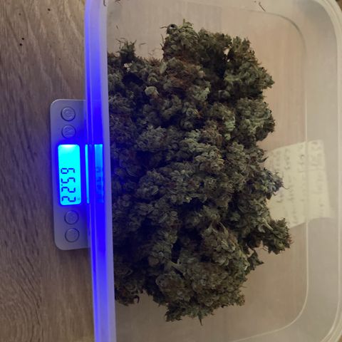 Green Gelato Automatic  growlog photo: Concia 