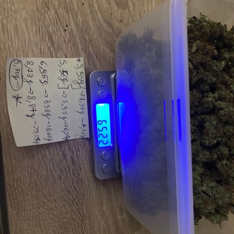 Green Gelato Automatic  growlog photo: Concia 