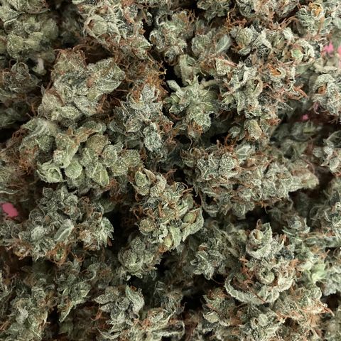 Green Gelato Automatic  growlog photo: Concia 