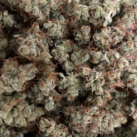 Green Gelato Automatic  growlog photo: Concia 