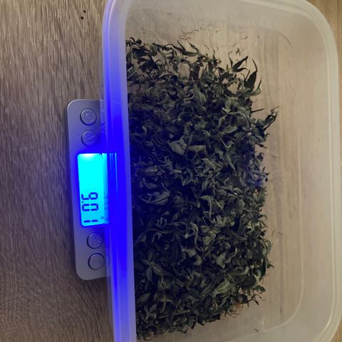 Green Gelato Automatic  growlog photo: Concia 