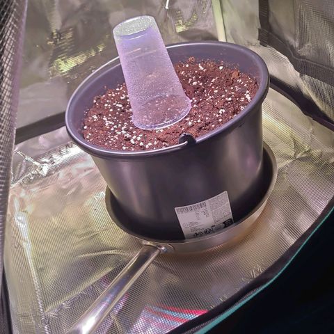 Cookies and Cream Autoflower  growlog photo