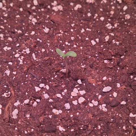 Cookies and Cream Autoflower  growlog photo
