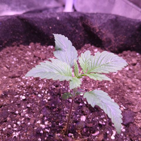Blueberry #01 growlog timeline photo