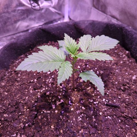 Blueberry #01 growlog timeline photo