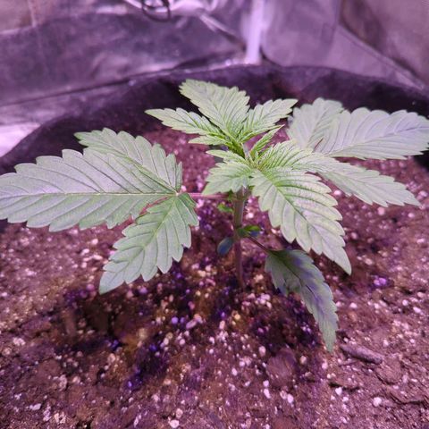 Blueberry #01 growlog timeline photo