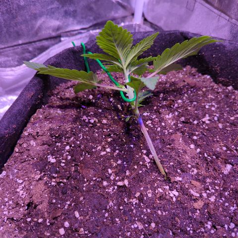 Blueberry #01 growlog timeline photo