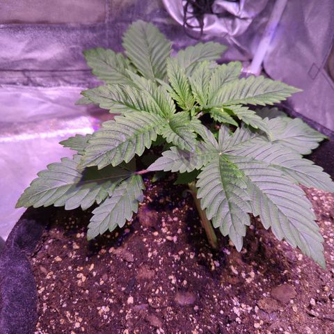 Blueberry #01 growlog timeline photo
