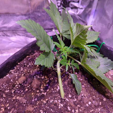 Blueberry #01 growlog timeline photo