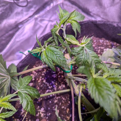 Blueberry #01 growlog photo: Planta partida por la mitad transplantada