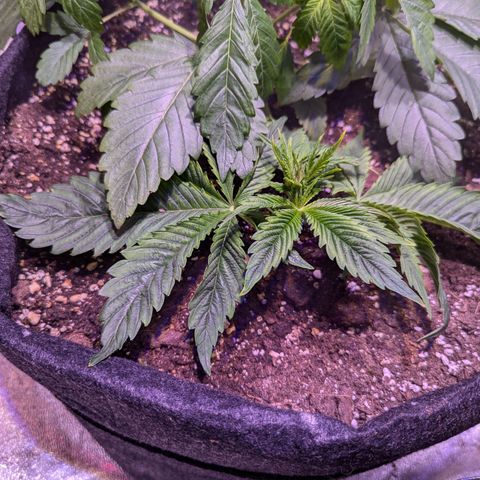Blueberry #01 growlog photo: Planta partida por la mitad transplantada