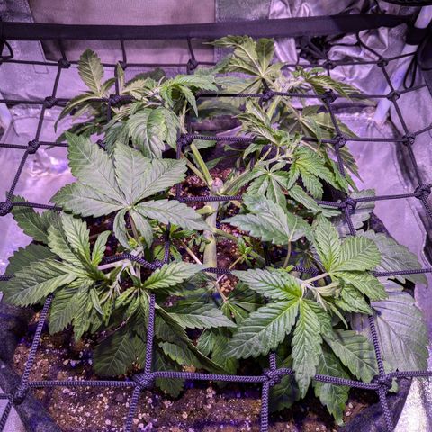 Blueberry #01 growlog photo: La planta ha sellado la herida bastante bien pero aún así ha quedado una pequeña abertura que he sellado nuevamente con miel.