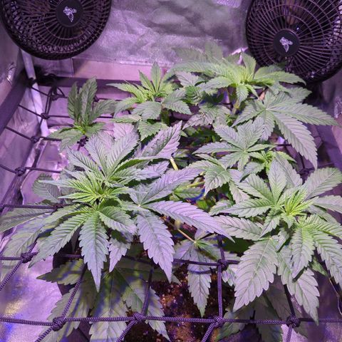 Blueberry #01 growlog timeline photo