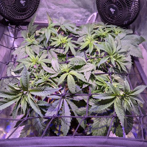 Blueberry #01 growlog timeline photo