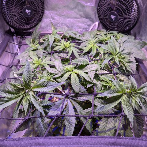 Blueberry #01 growlog timeline photo