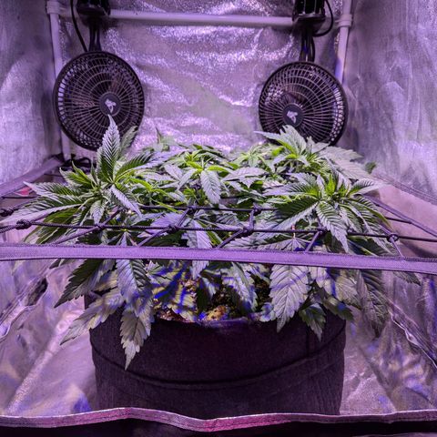 Blueberry #01 growlog timeline photo