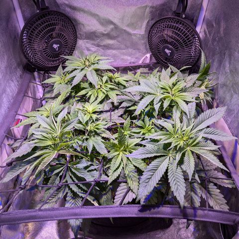 Blueberry #01 growlog timeline photo