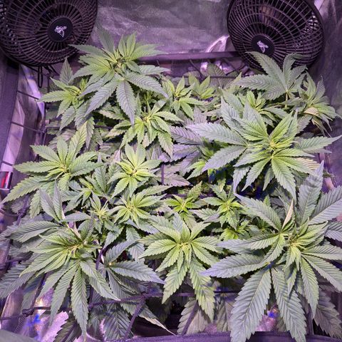 Blueberry #01 growlog timeline photo