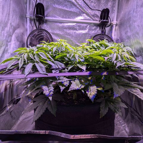 Blueberry #01 growlog timeline photo