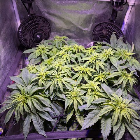 Blueberry #01 growlog timeline photo