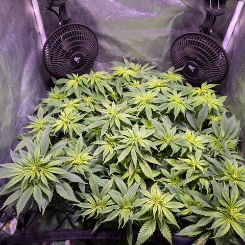 Blueberry #01 growlog timeline photo