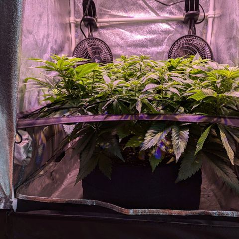 Blueberry #01 growlog timeline photo