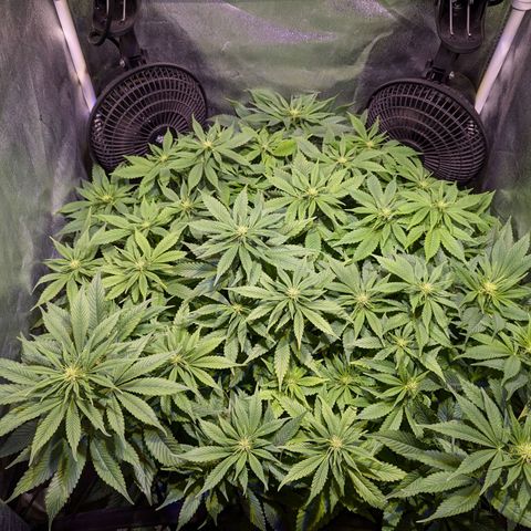 Blueberry #01 growlog timeline photo