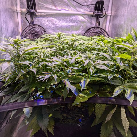 Blueberry #01 growlog timeline photo