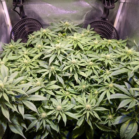 Blueberry #01 growlog timeline photo
