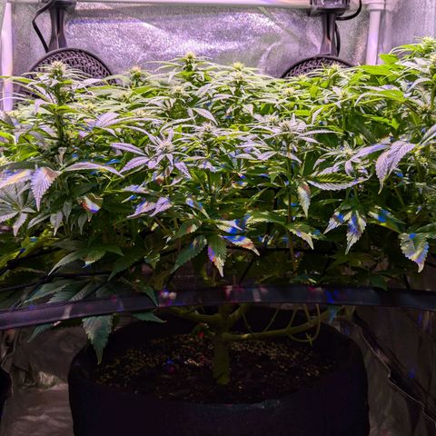 Blueberry #01 growlog timeline photo