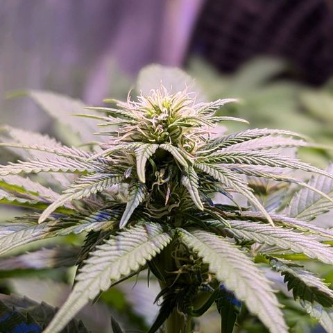 Blueberry #01 growlog timeline photo