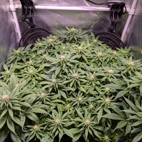 Blueberry #01 growlog timeline photo