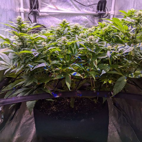 Blueberry #01 growlog timeline photo