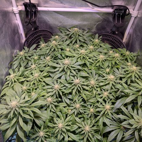 Blueberry #01 growlog timeline photo