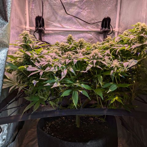 Blueberry #01 growlog timeline photo