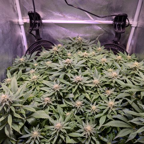 Blueberry #01 growlog timeline photo