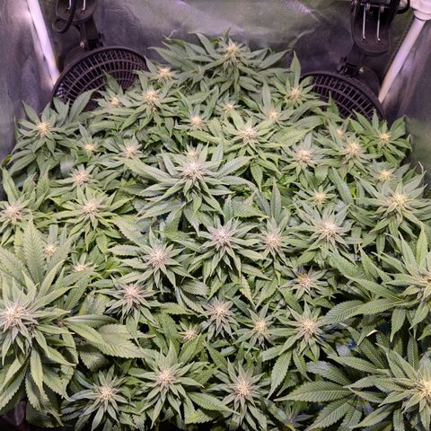 Blueberry #01 growlog timeline photo