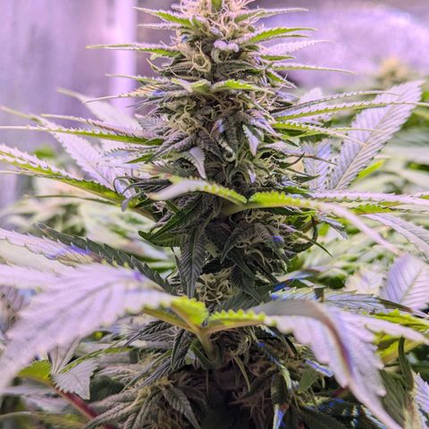 Blueberry #01 growlog timeline photo