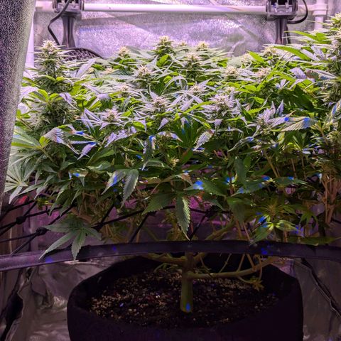 Blueberry #01 growlog timeline photo