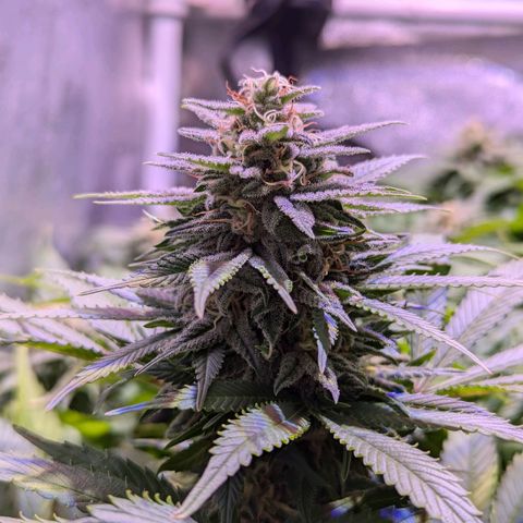 Blueberry #01 growlog timeline photo
