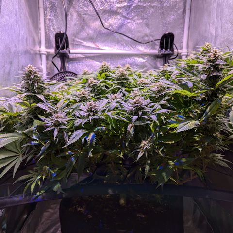 Blueberry #01 growlog timeline photo