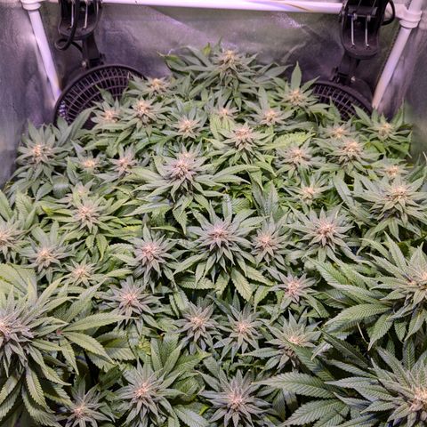 Blueberry #01 growlog timeline photo