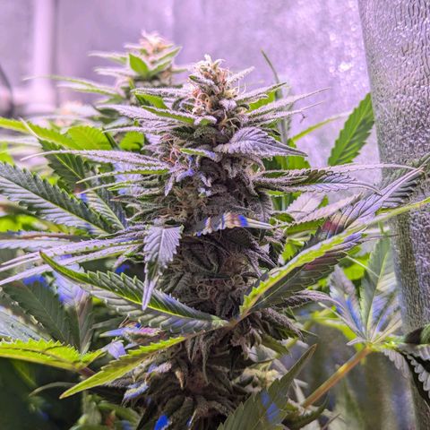 Blueberry #01 growlog timeline photo