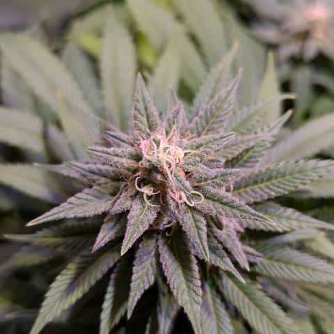 Blueberry #01 growlog timeline photo