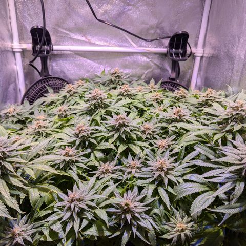 Blueberry #01 growlog timeline photo