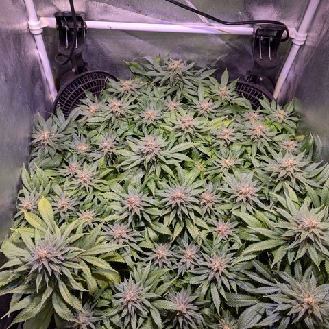 Blueberry #01 growlog timeline photo